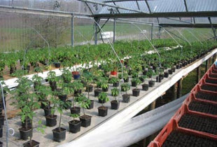 tomates