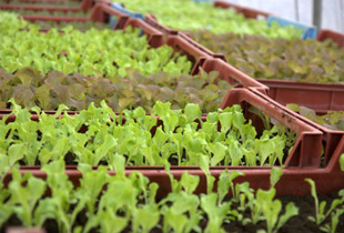 salades