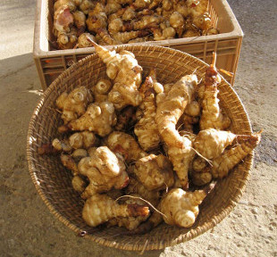 topinambour