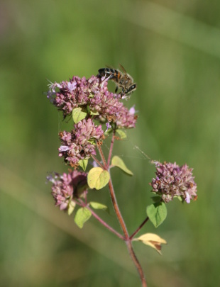 abeille